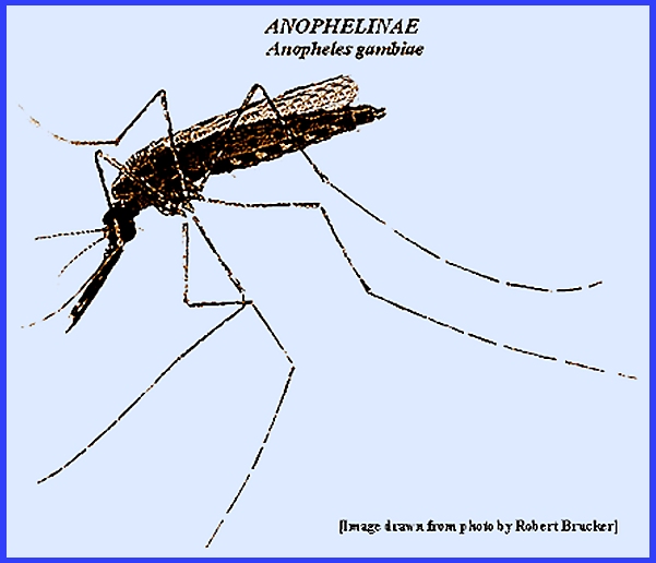 Anopheles Gambiae Life Cycle